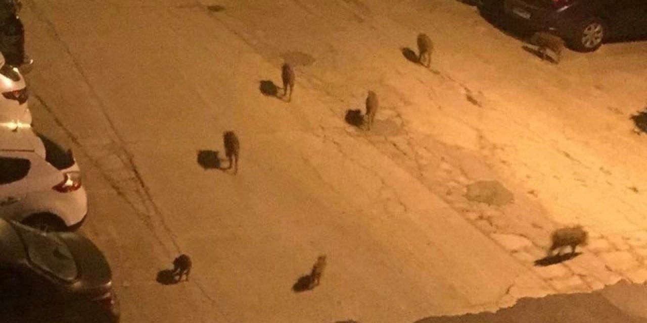 Vatandaşları Yaban Domuzu Saldırılarına Karşı Uyardı