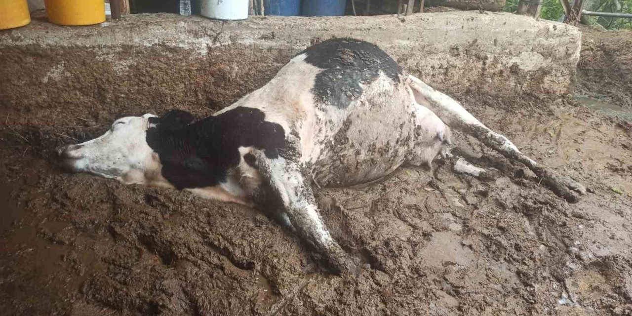 Gediz’de Elektrik Akımına Kapılan 3 Büyükbaş Hayvan Telef Oldu