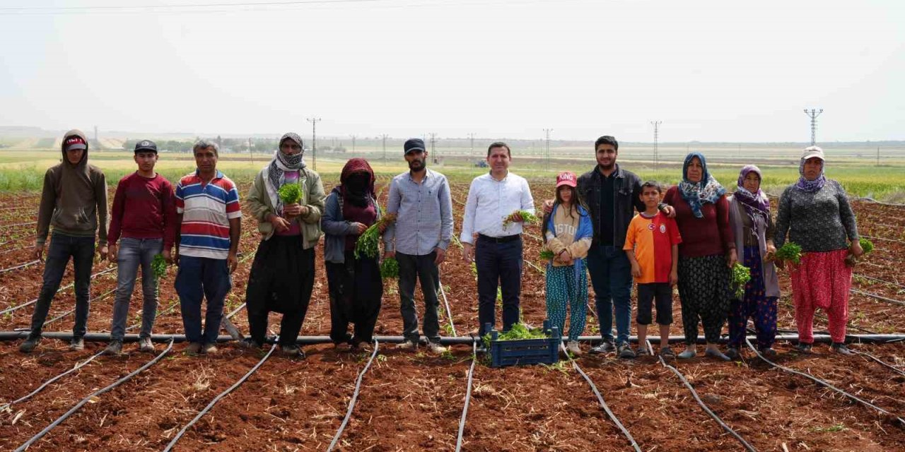 Zor Şartlarda Çalışan Çiftçiler, 1 Mayıs’ta Tarlalarını Boş Bırakmadı