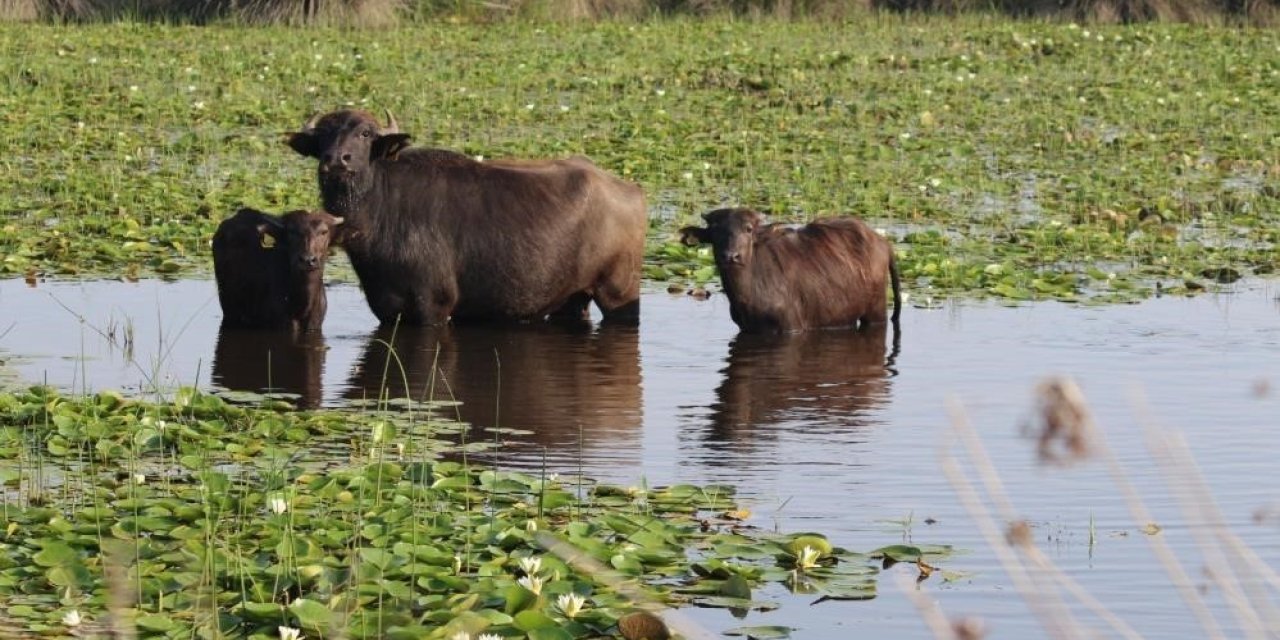 Samsun Manda Varlığında 1’inci Sırada Geliyor