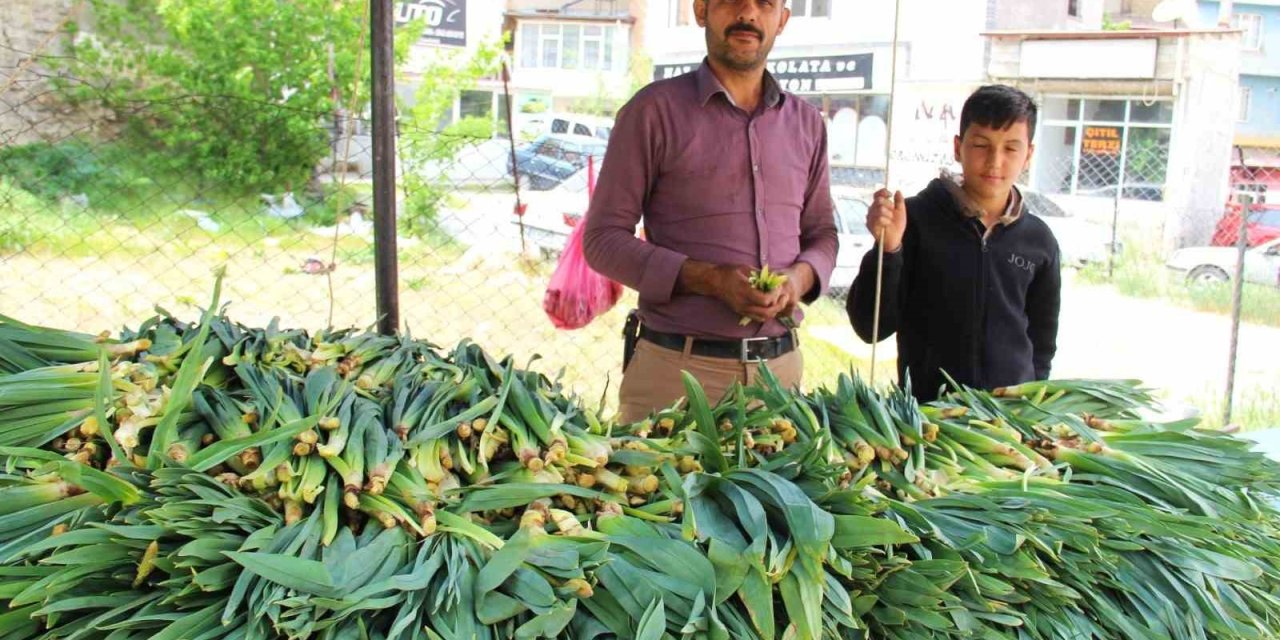 Binboğa Dağından Çiriş Toplayıp Satıyor