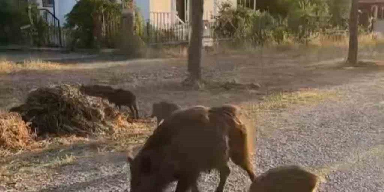 Aç Kalan Domuzları Kurabiye İle Besledi