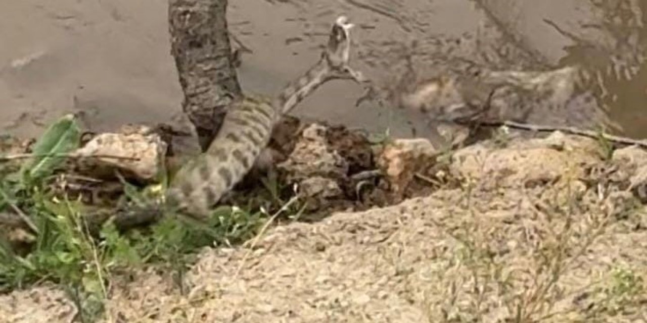 Elazığ’da Koca Engerek Yılanı Görüntülendi