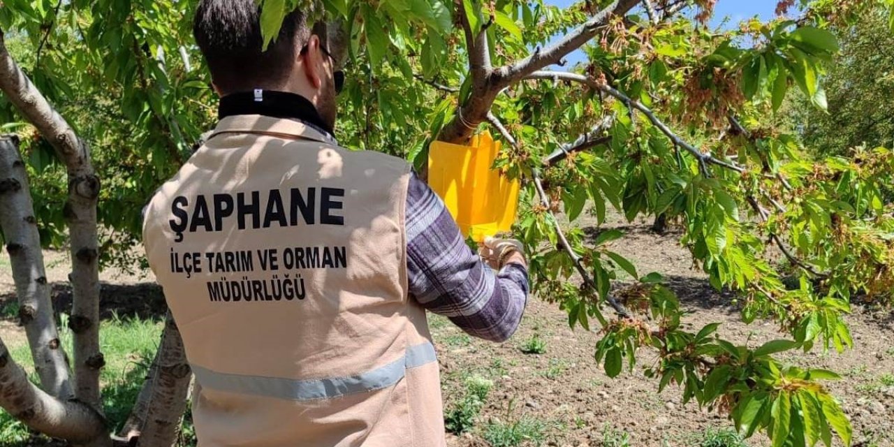 Şaphane’de Kiraz Sineği Zararlısına Karşı Feromon Tuzakları