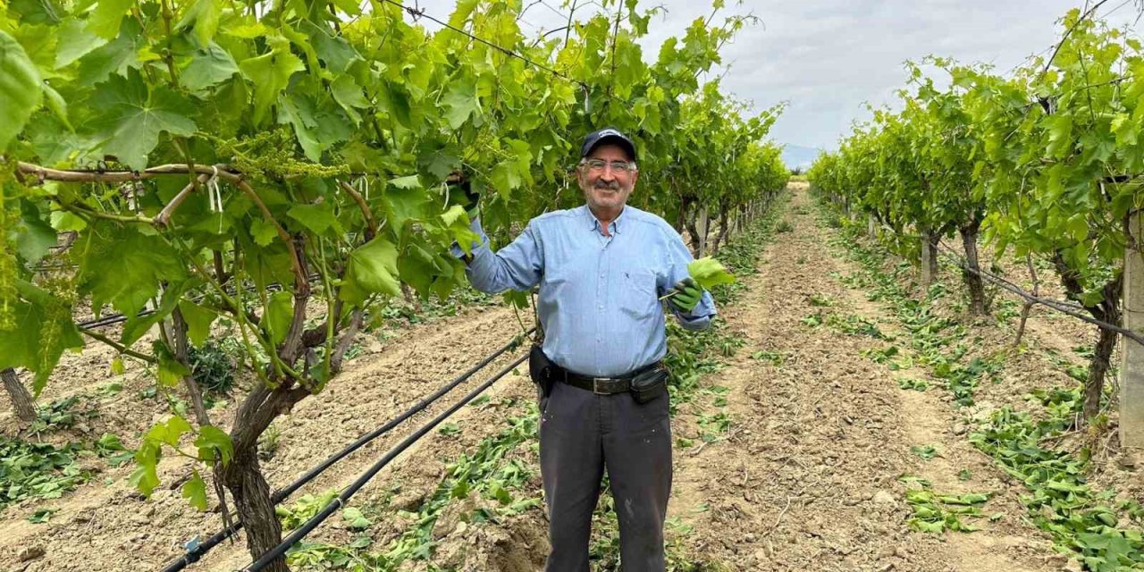 Uzmanından Bağ Bakım Önerileri