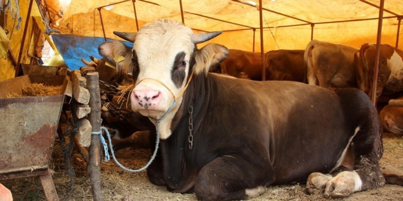 Sivas’ta Kurbanlık Fiyatları Belirlendi