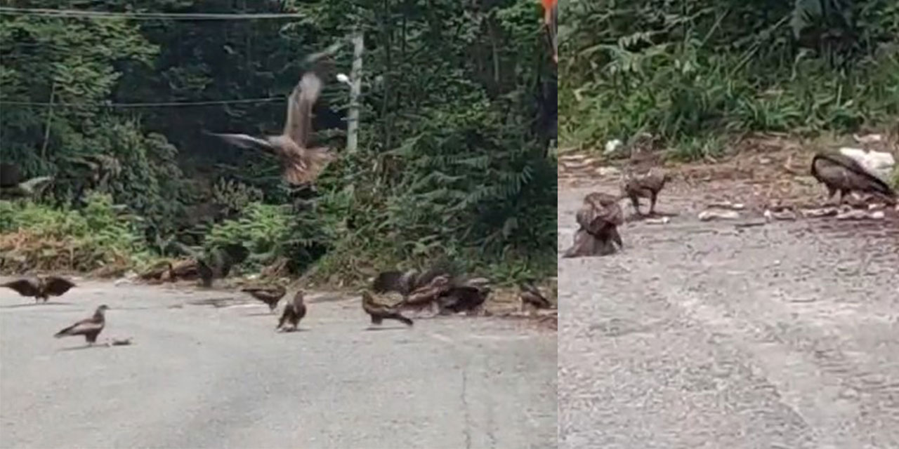 Rize’de Doğan Sürüsü Yola İndi, O Anlar Cep Telefonu Kamerasına Yansıdı