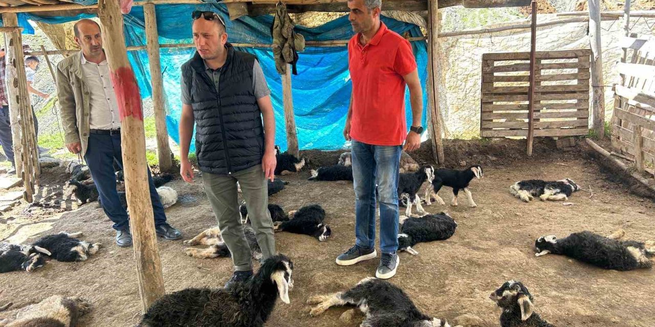 Başıboş Köpek Saldırısında 15 Hayvanı Telef Olan Çiftçiye Hayırsever Desteği
