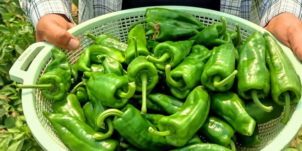 Manisa’da 300 Tl’den Satışa Çıkan Emcelli Biberi Yok Sattı