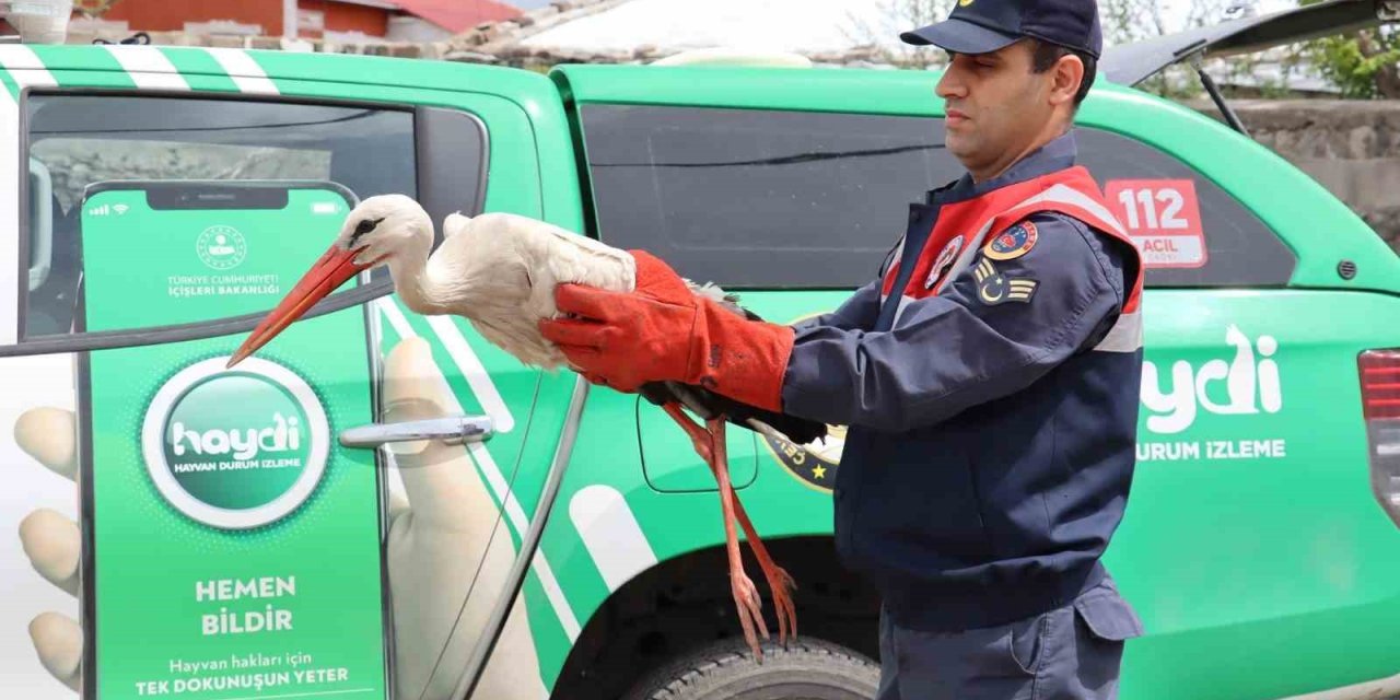 Ağrı’da Yaralı Halde Bulunan Leylek Tedavi Altına Alındı