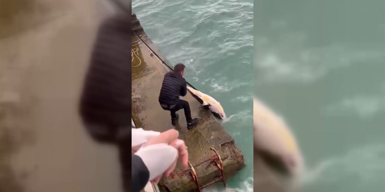 Sinop’ta Dalgaların Kıyıya Sürüklediği Ölü Yunusu Denizden Vatandaşlar Çıkardı