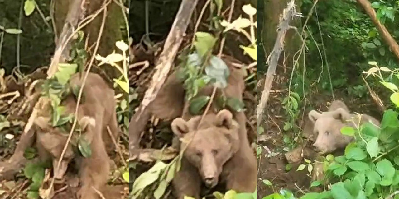 Rize'de tuzağa takılan yavru ayı kurtarıldı
