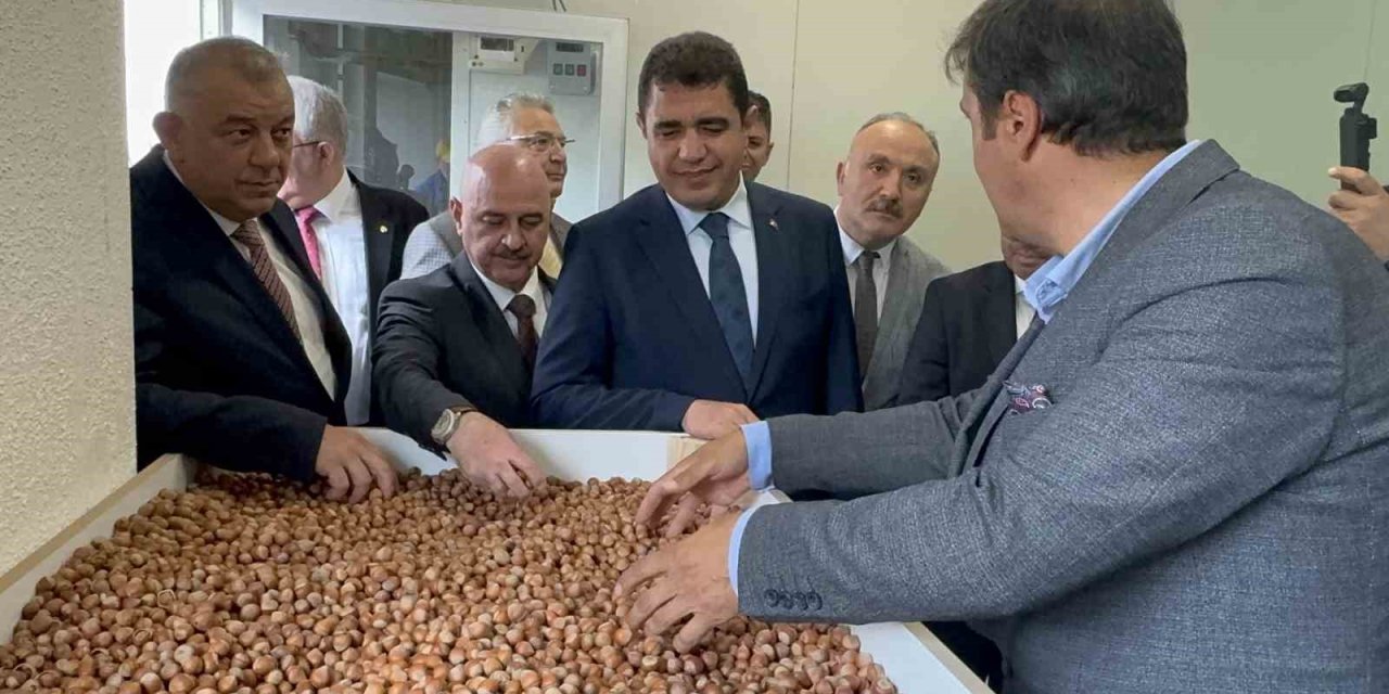 Fındığın Ekonomik Değeri Artacak