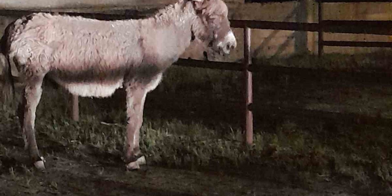 Başıboş Eşeğin Isırdığı Kadın Yaralandı