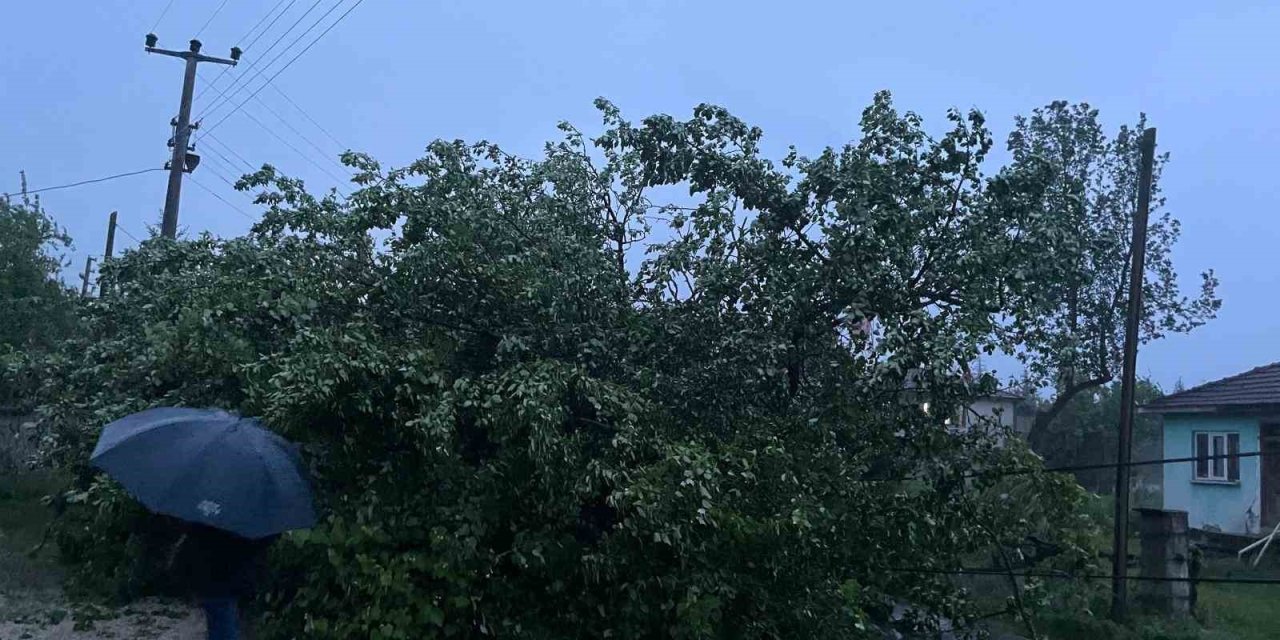 Düzce’de Şiddetli Rüzgar Ağacı Ve Direği Devirdi