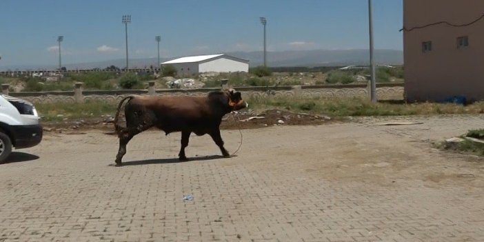 Sahibinin elinden kaçan dana pazar yerini birbirine kattı
