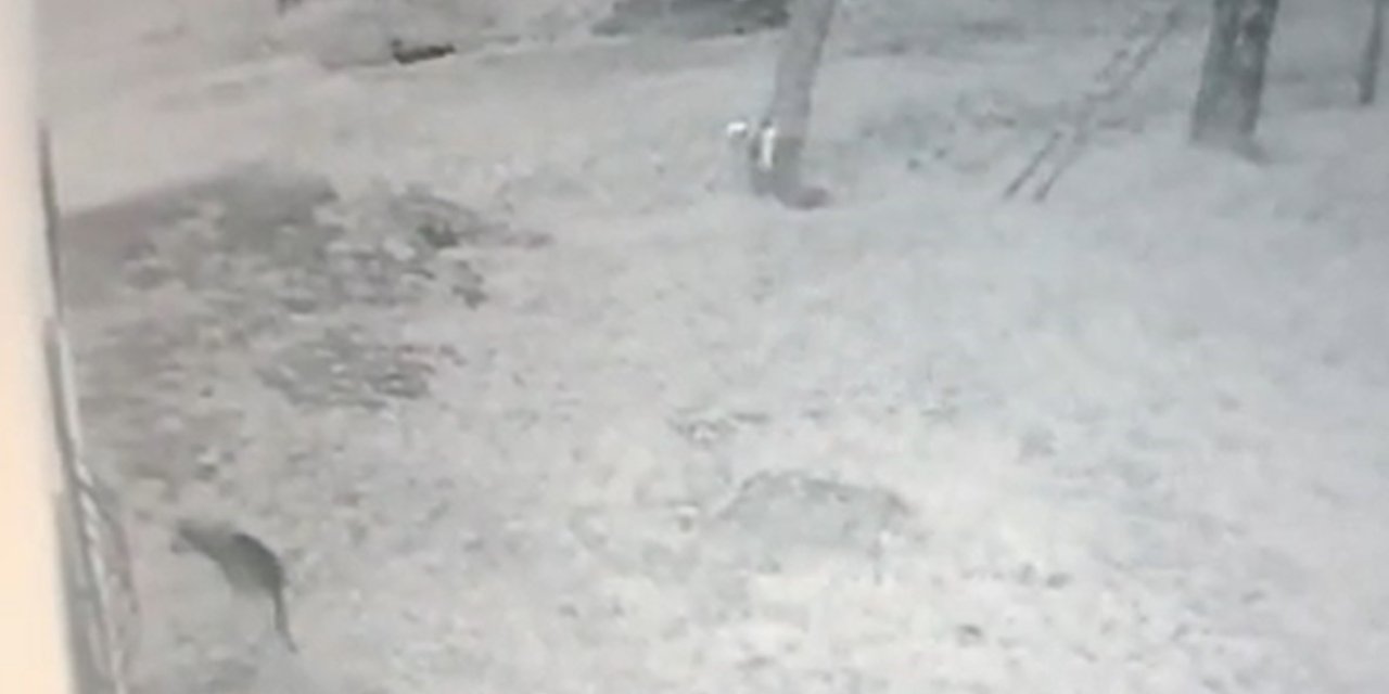 Köye İnen Kurt, İş Yeri Bahçesindeki Köstebeği Böyle Avladı