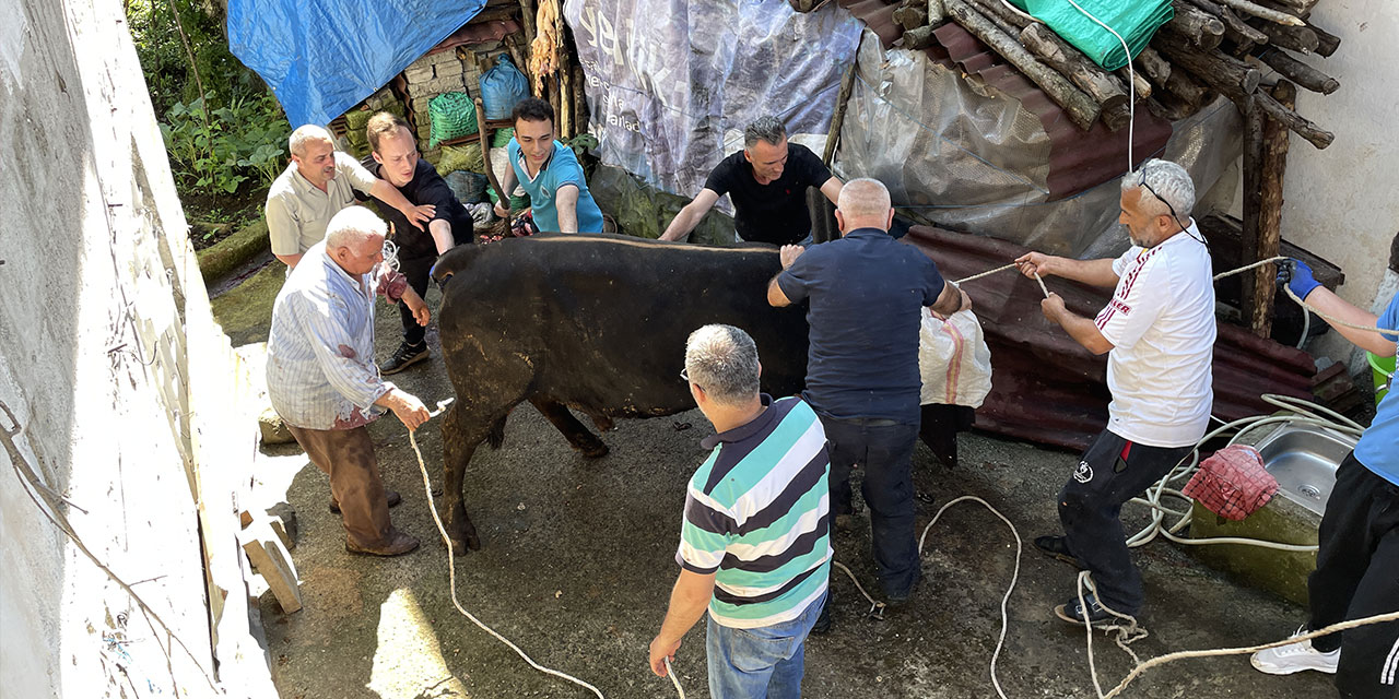 Rize'de kurbanlık boğa sahibini yaraladı