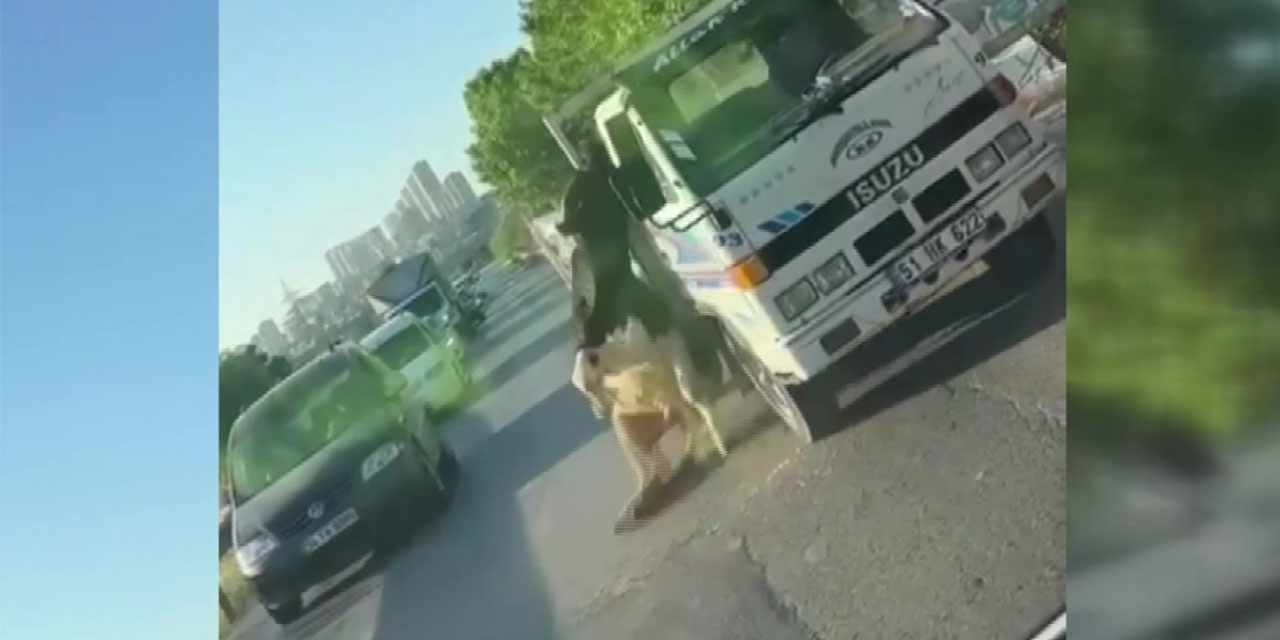 Kamyonet üstünde taşınan boğa dengesini kaybederek araçtan düştü