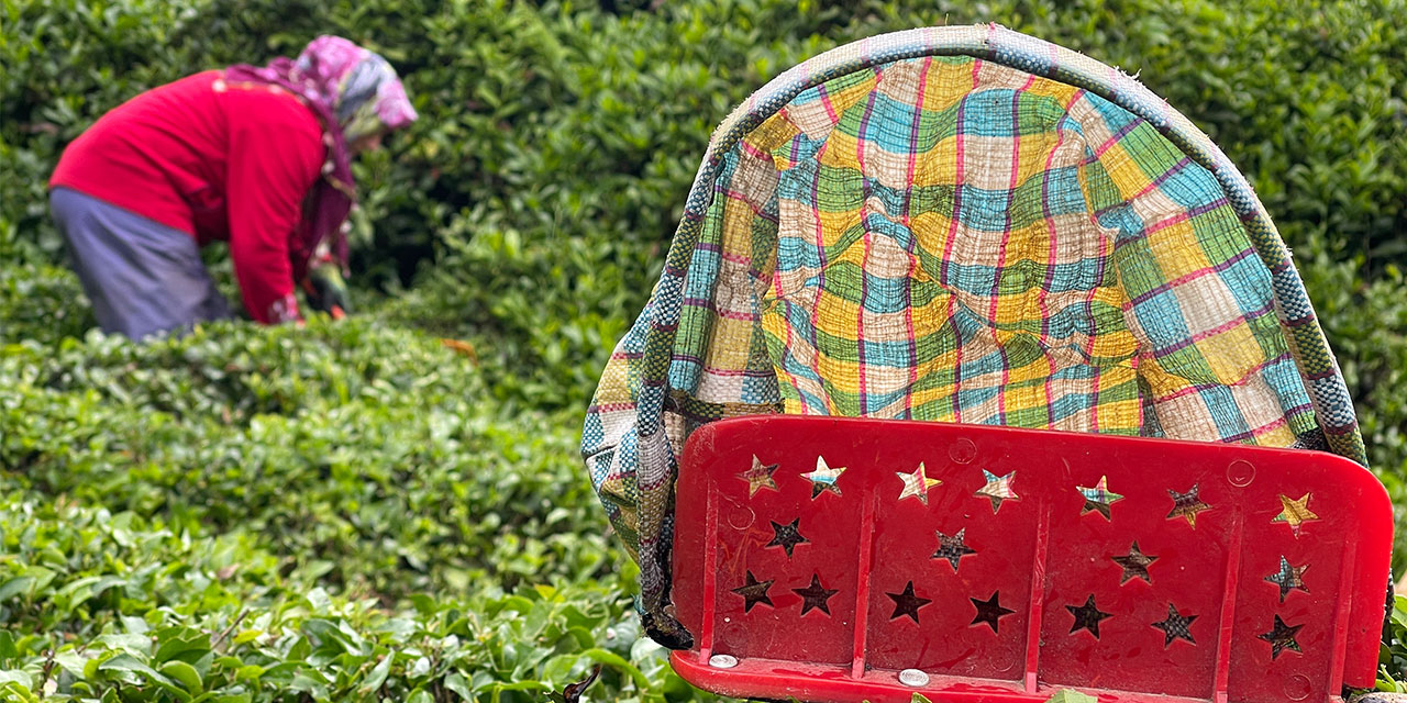 Yaş Çayda Kontenjan 25 Kilograma Düştü