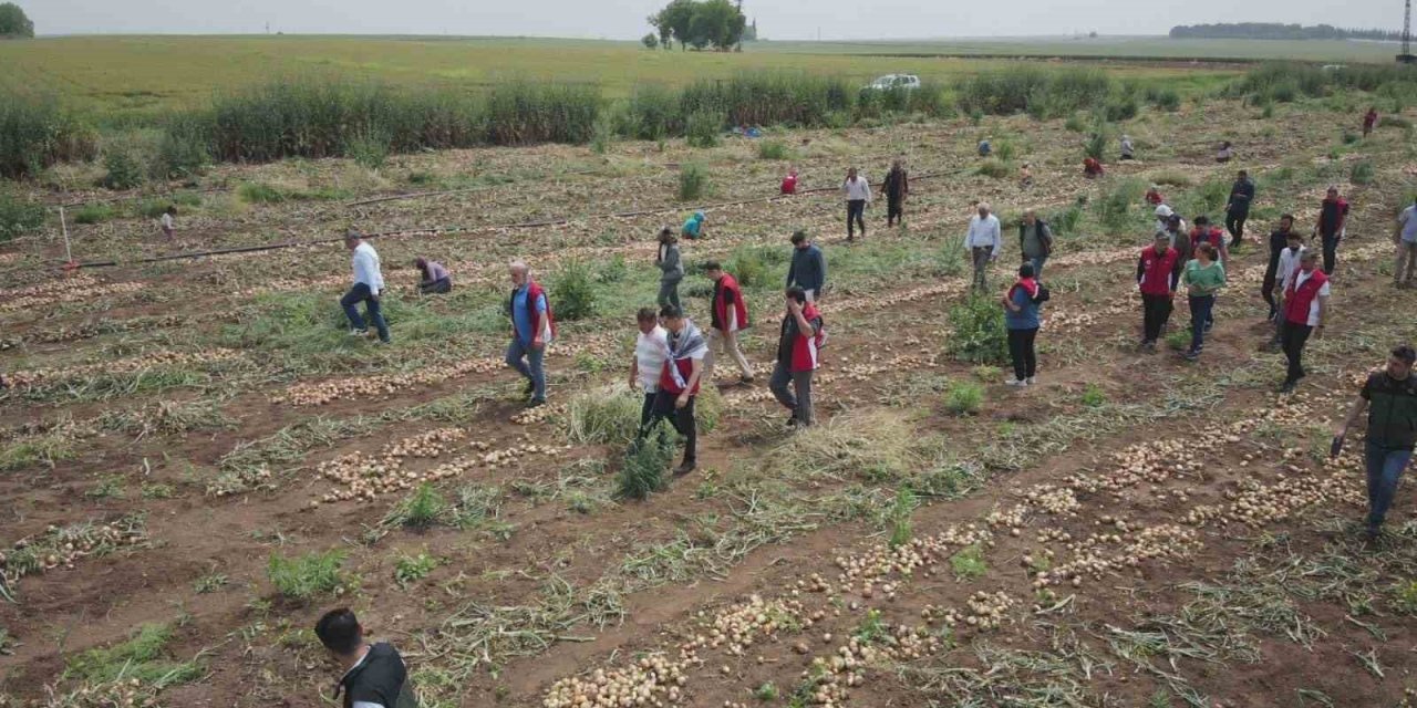 Bereketli Topraklarda Soğan Hasadı Başladı