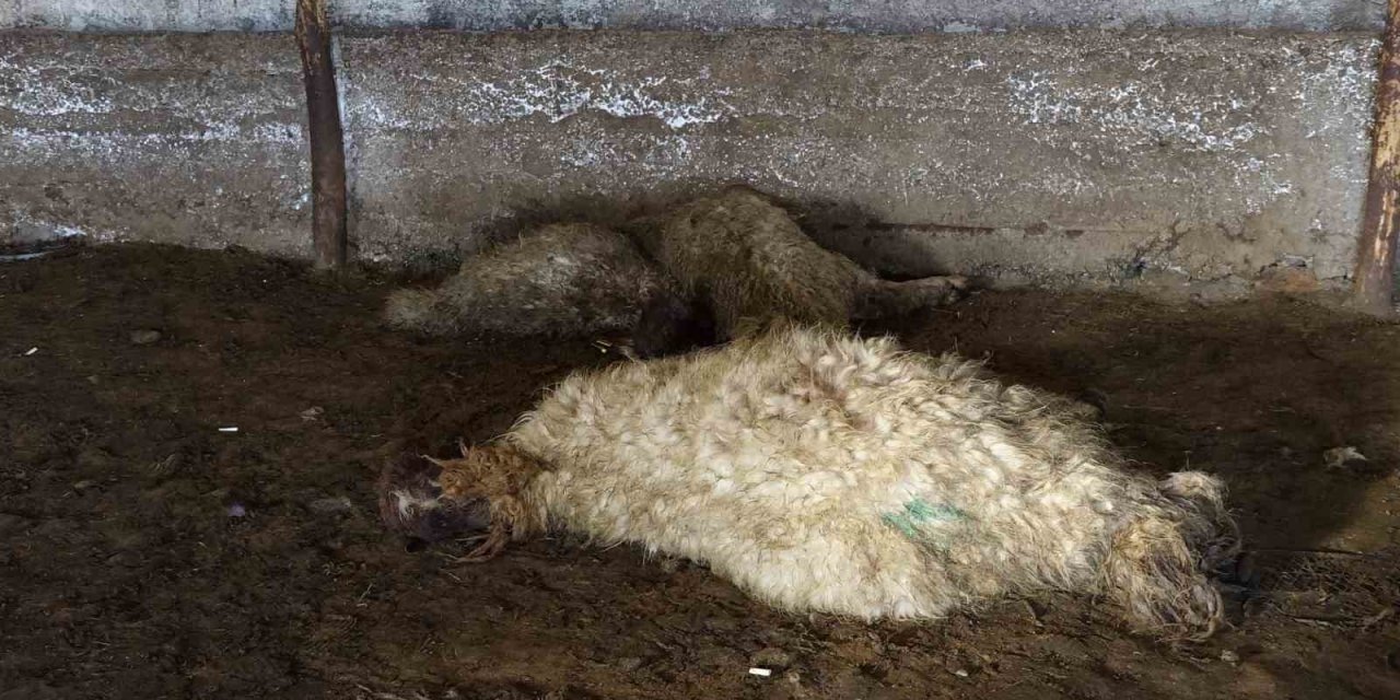 Erciş’te Ahırda Havasız Kalan Koyunlar Telef Oldu