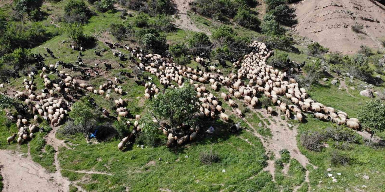 5 Bin İnsan, 400 Bin Küçükbaş Hayvanın Zorlu Yolcuğu Başladı