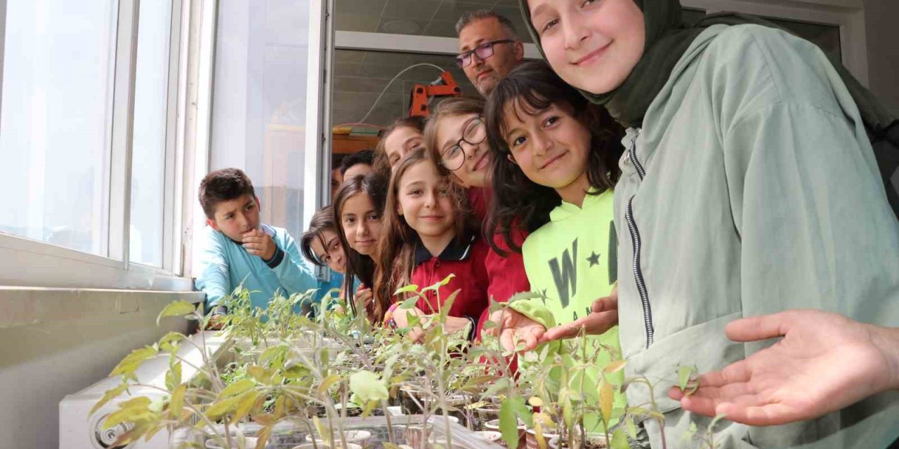 Amasyalı Öğrenciler Okulda Ata Tohumu Ekip Fide Yetiştirdi