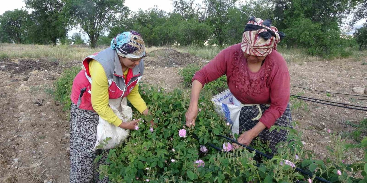 Isparta’yı Bu Yıl Gül Kokusu Erken Sardı