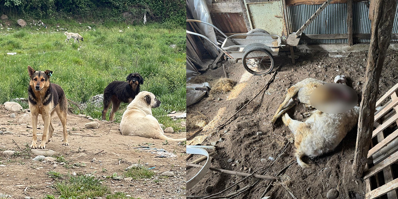 Rize'de sokak köpekleri ilçe sakinlerinin hayvanlarını telef etti