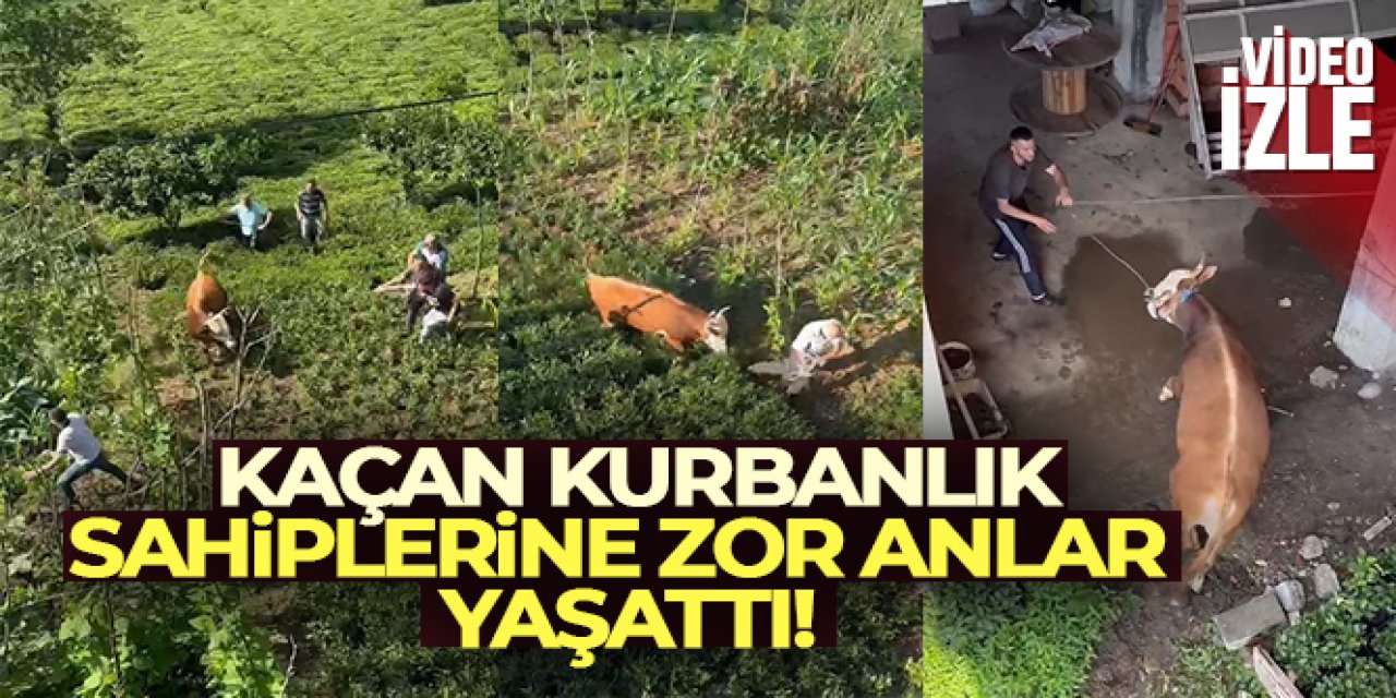 Rize'de kaçan kurbanlık boğa sahiplerine zor anlar yaşattı