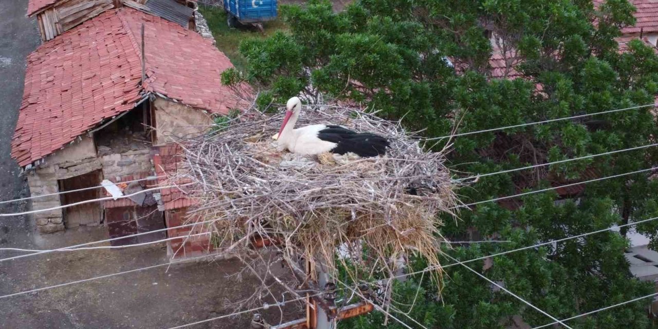 Dronu Gören Leylek Yumurtalarını Saklamaya Çalıştı