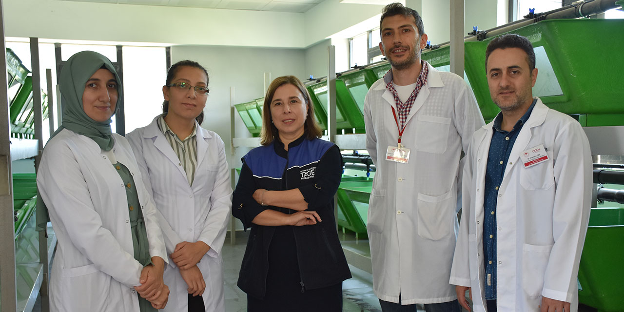 Gökkuşağı alabalığının hastalıklara karşı direnci artırılacak