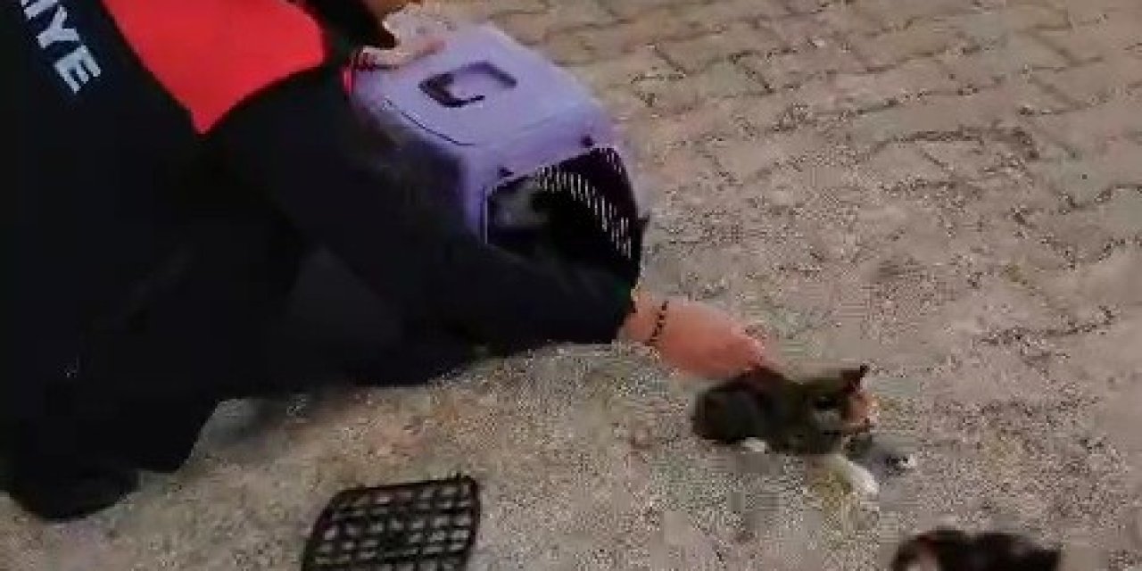 Havalandırmada Mahsur Kalan Anne Kedi Ve Yavrularını İtfaiye Ekipleri Kurtardı