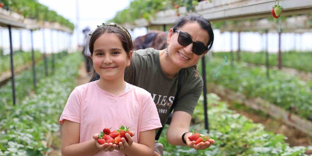 İstedikleri Kadar Topluyorlar