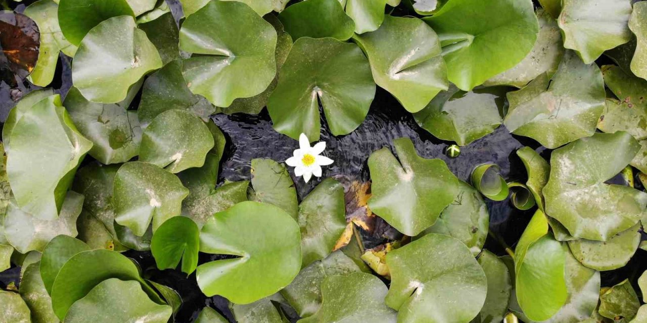 Bu Çiçeği Koparmanın Cezası 387 Bin 141 Tl