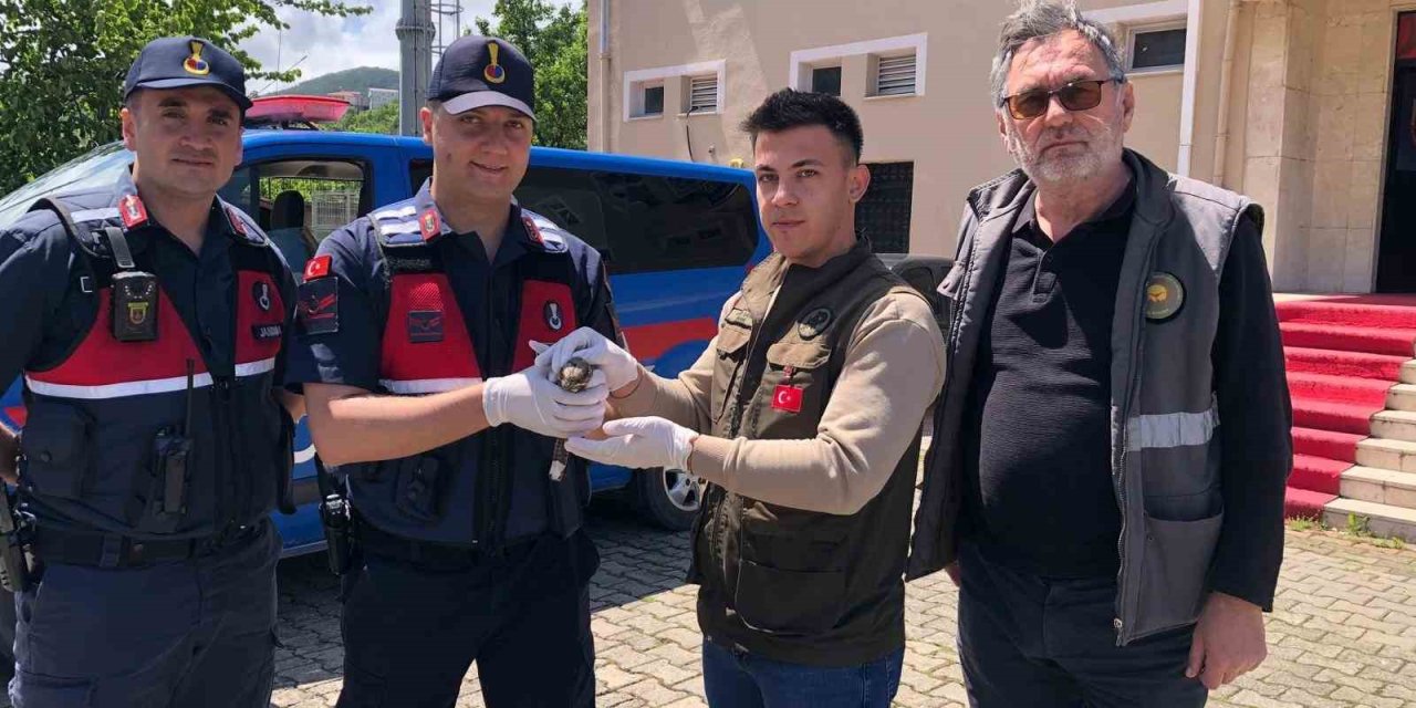 Yaralı Çobanaldatan Kuşu Tedavi Altına Alındı