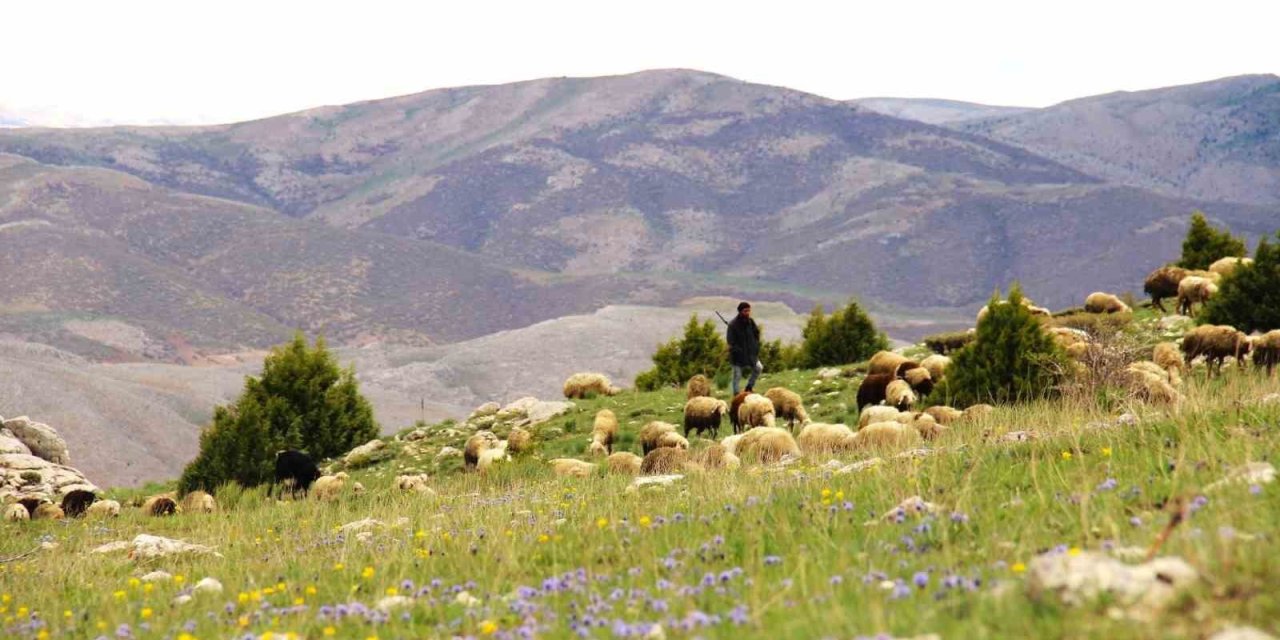 Kahramanmaraş’ta Sürüler Yaylalara Çıkmaya Başladı
