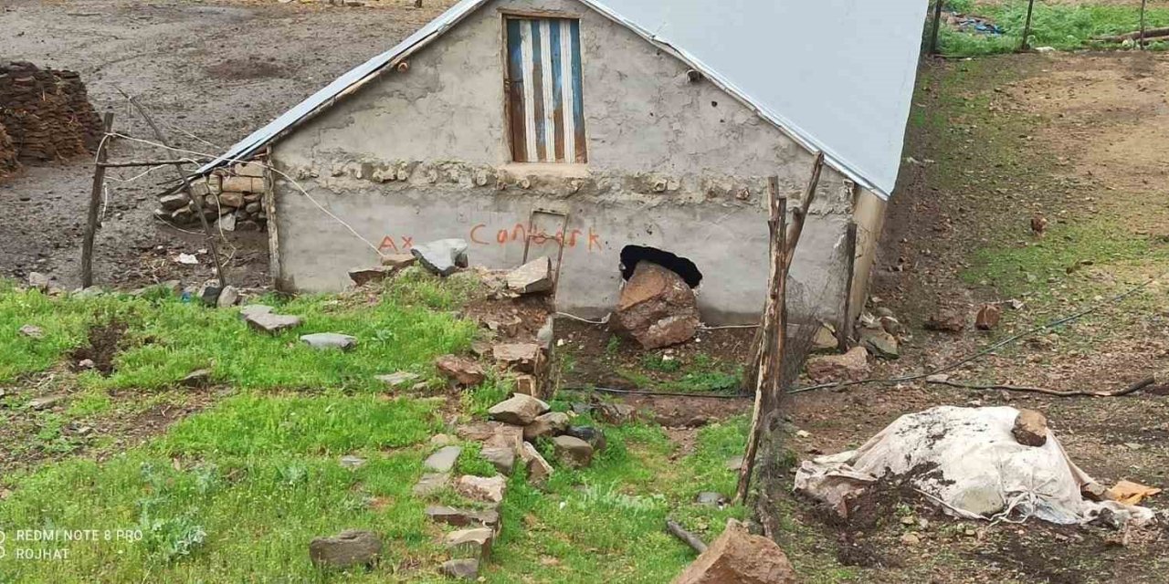 Dağdan Kopan Kaya Parçası Ahırın Duvarını Deldi