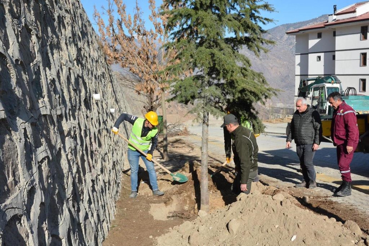 Yusufeli'nin yeni yerleşim yeri, taşınan ağaçlarla yeşillendiriliyor