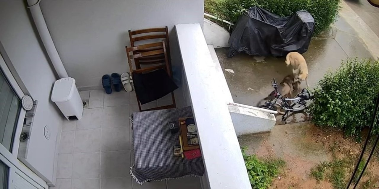 Sokak Köpekleri Yavru Köpeği Ve Kediyi Parçaladı: O Anlar Kamerada