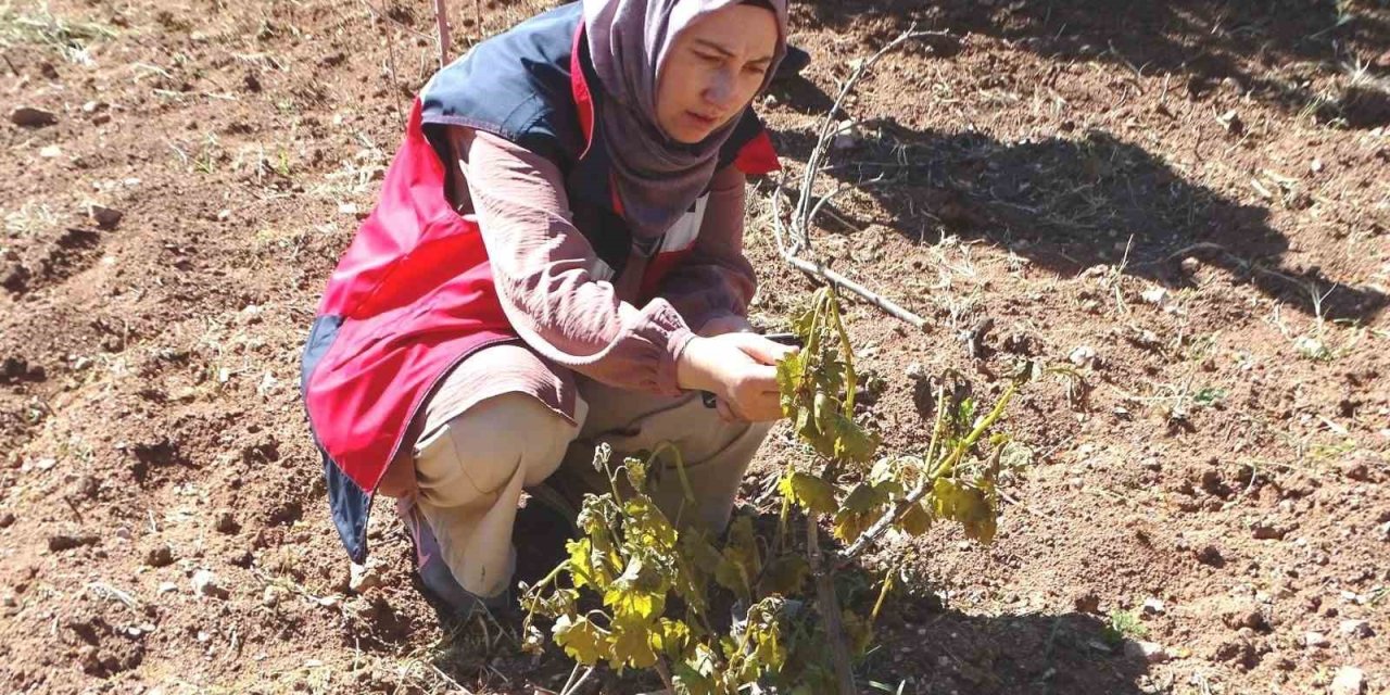 Hisarcık’ta Sebze Ekili Alanlar Ve Meyve Ağaçları Dondan Zarar Gördü
