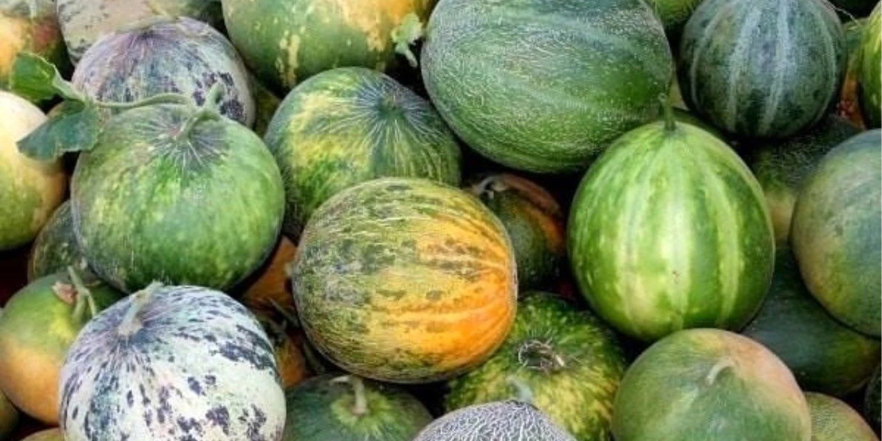 Karahallı Kavunu Uluslararası Lezzet Kataloğu Ark Of Taste Listesine Kabul Edildi