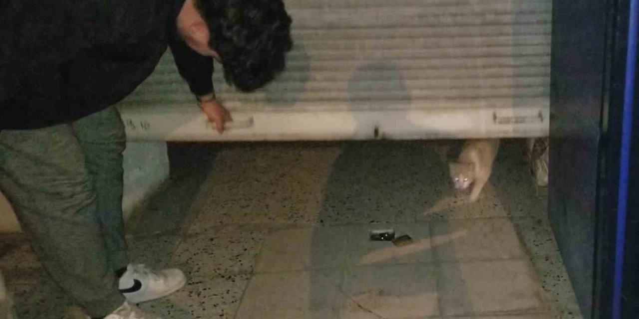 Bakkaldaki Hırsızlık Şüphelisi Kedi Çıktı