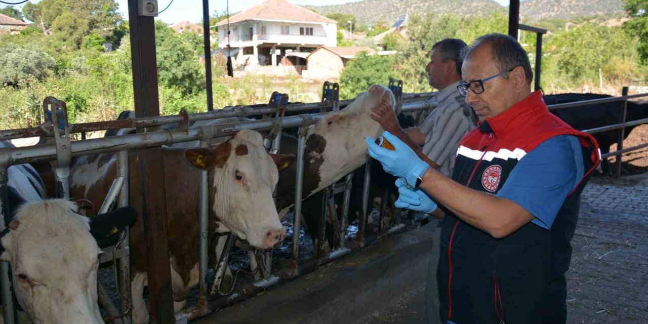 Aydın’da Şap Hastalığına Karşı Aşı Çağrısı