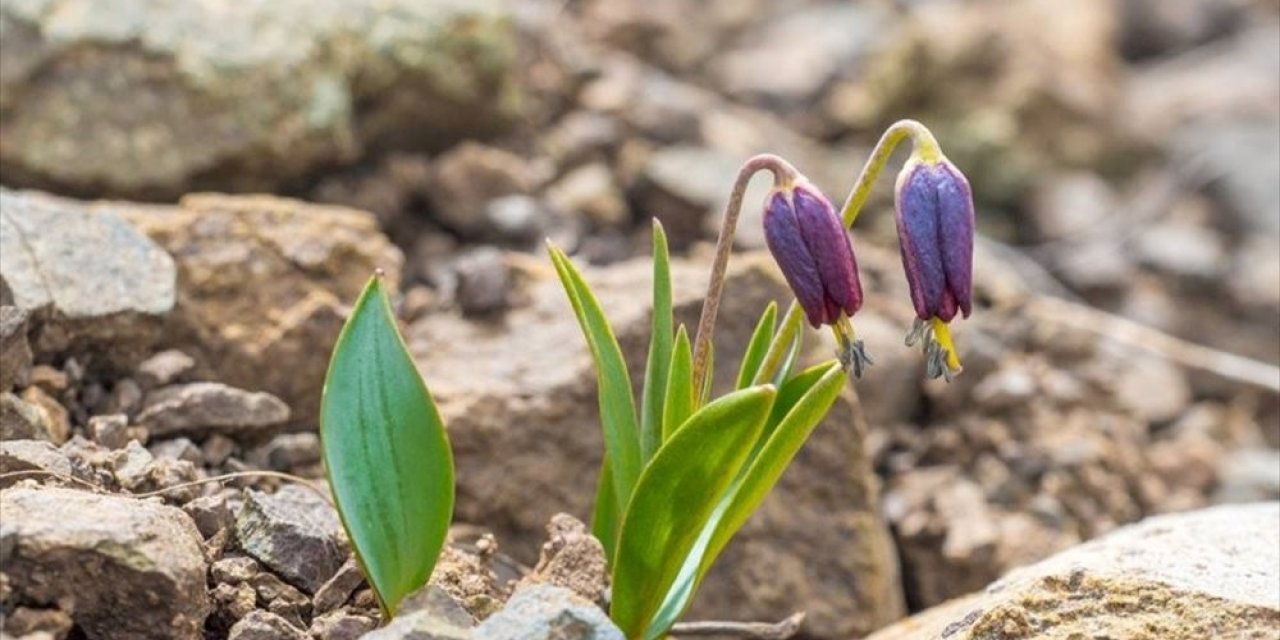 Bu İki Çiçeği Koparmanın Cezası Yarım Milyon Lira