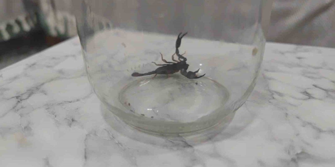 Sultangazi’de Eve Giren Akrep Paniğe Neden Oldu