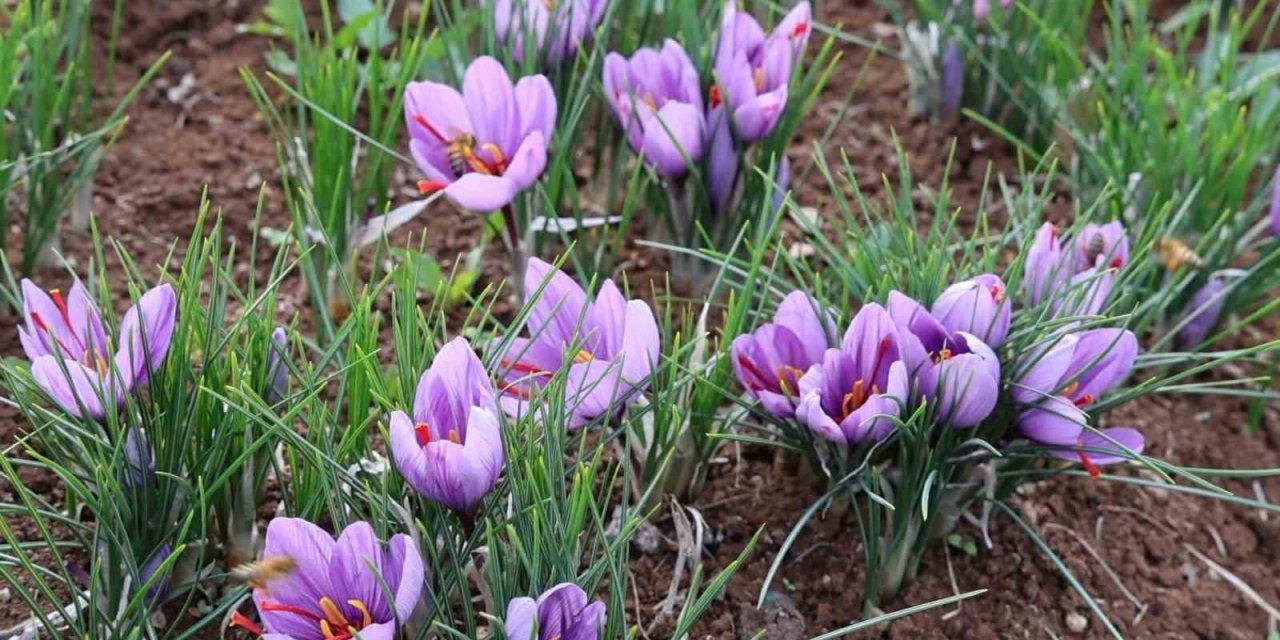 Dünyanın En Pahalı Baharatını Ekti, Kilosunu 200 Bin Liradan Satıyor