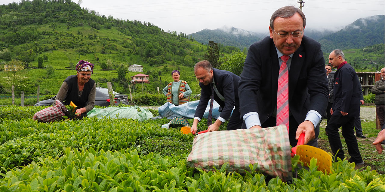 ÇAYKUR 2. Sürgünü Açtı
