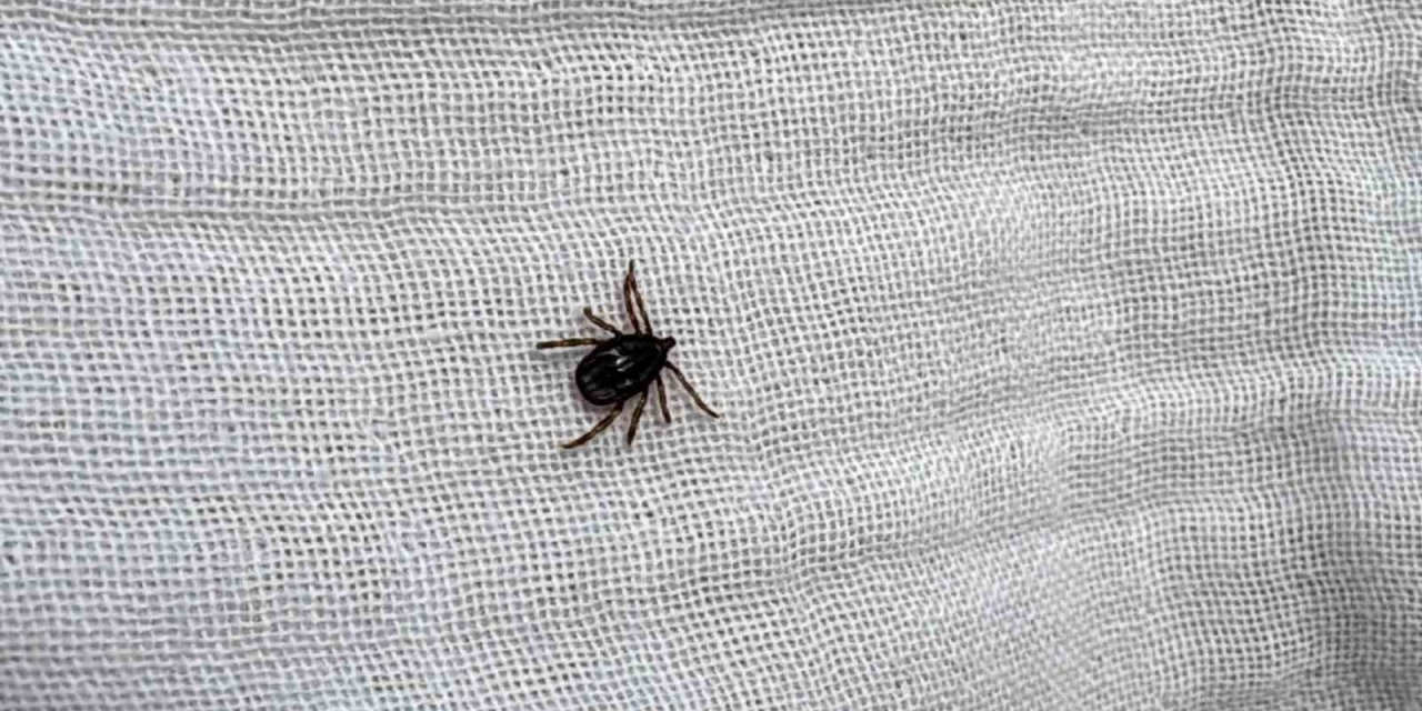 Çiftçilere Uzmanından Kene Uyarısı